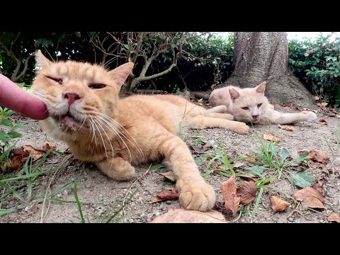 茶トラ猫とクリーム猫のコンビが茂みに隠れて仲良くお昼寝する(YouTube)