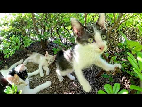 ママ猫に見守られながら無邪気に遊び回る子猫達(YouTube)