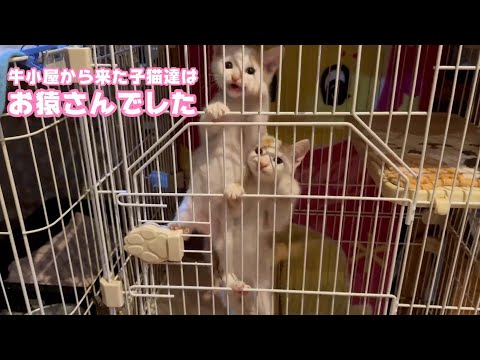 牛小屋から来た子猫達はお猿さんになりました Teto122 ThirdNimo51 Neo19  2024 08 04 1(YouTube)