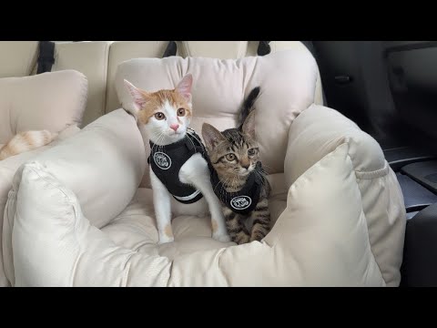 何も知らされずに車に乗ったら病院が見えてきたときの子猫たちの反応がこちらです…(YouTube)
