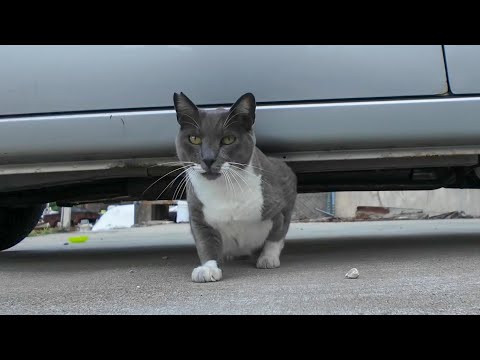 車の下から出てくる猫(YouTube)