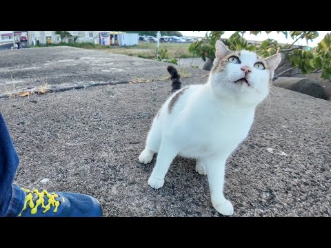 防波堤の上のよく喋る猫ちゃん(YouTube)