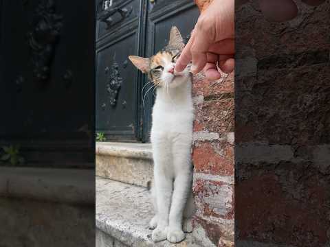街角で見掛けたカワイイ三毛猫ちゃん(YouTube)