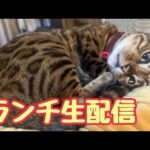 【ランチ生配信8/14】お盆は親戚と猫でも見て過ごしませんか？生配信(YouTube)