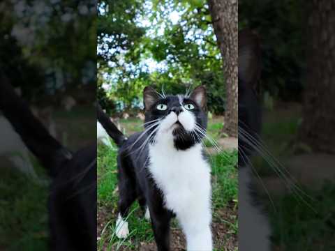 公園に行くと猫が集まって来た(YouTube)