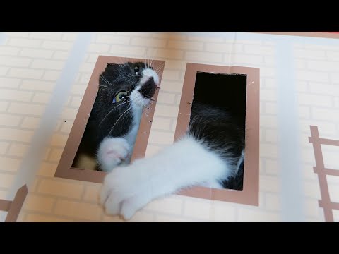 お家を噛み壊す事を覚えた子猫達が止まらない🐈🐈【仲良し子猫姉妹の成長記録】(YouTube)