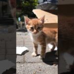 子猫プロレス(YouTube)