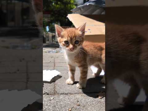 子猫プロレス(YouTube)