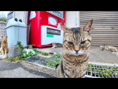 猫島の港近くの自販機前は猫の溜まり場になっている(YouTube)