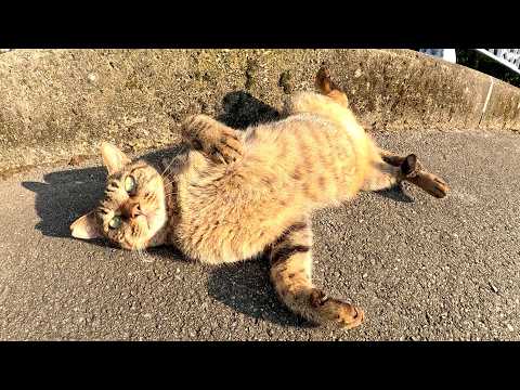 橋を渡ろうとしたら、可愛いキジトラ猫がお腹を見せて甘えてきた(YouTube)