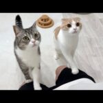 ３ヶ月一緒に過ごした子猫たちを里親に譲渡したら猫たちがこうなっちゃいました…(YouTube)