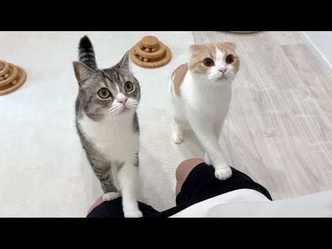 ３ヶ月一緒に過ごした子猫たちを里親に譲渡したら猫たちがこうなっちゃいました…(YouTube)