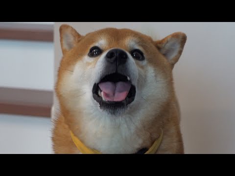 深刻なママ不足に陥った柴犬ハチ、犬語でこうなる。(YouTube)