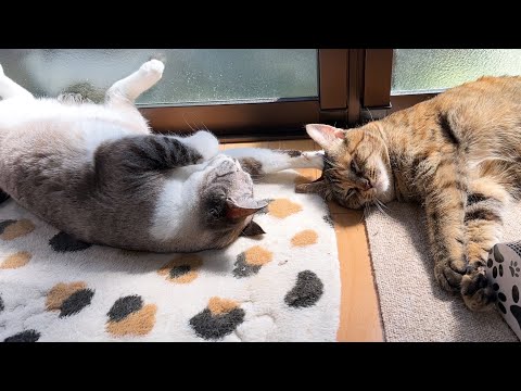 寝ながら末っ子猫の頭に触れるお姉ちゃんなのに子猫な我が家の姫猫はこちらです(YouTube)