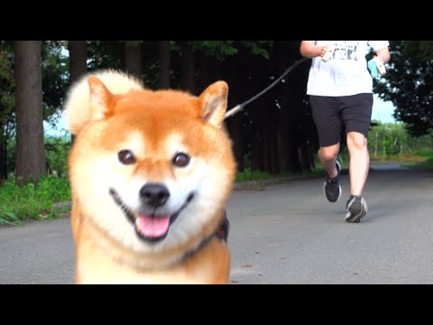 散歩中いるはずのないママ、気づいた柴犬ハチはこうなる。(YouTube)