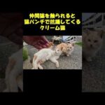 仲間猫を触られると猫パンチで抗議してくるクリーム猫 #猫 #cat #野良猫(YouTube)