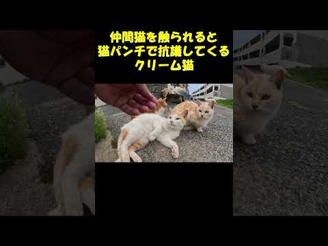 仲間猫を触られると猫パンチで抗議してくるクリーム猫 #猫 #cat #野良猫(YouTube)