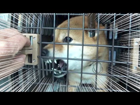 家族全員に噛み付き触れなくなった柴犬の末路（巧くん総集編）(YouTube)