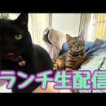 【ランチ生配信8/21】お盆も終わっても暑さが続きますが猫でも見て涼みませんか？生配信(YouTube)