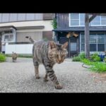 猫島の居酒屋さんの外の席で猫を撫でる(YouTube)