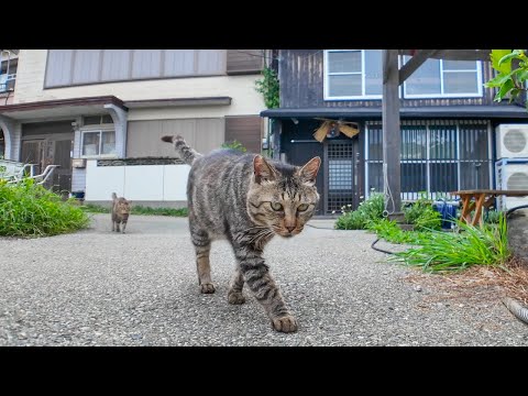 猫島の居酒屋さんの外の席で猫を撫でる(YouTube)