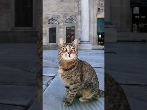 モスクには大体猫がいます(YouTube)