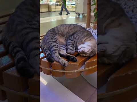 ショッピングモールの癒やし処。ショッピングで歩き疲れたらここに座って猫を撫でましょう(YouTube)