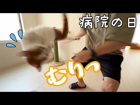 1年ぶりの予防接種でブチギレた猫トロしゃん…(YouTube)