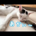 暑いのにひなたぼっこして床で冷やしてる猫たちが落ちてます(YouTube)