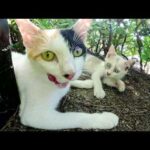 美猫の三毛猫ママをモフったら可愛い子猫達に会わせてくれた(YouTube)
