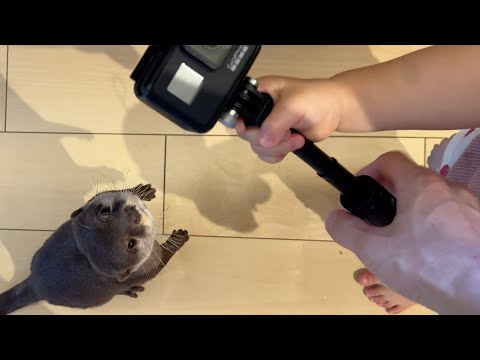 カメラでこどもに撮影されてしまうカワウソと猫 Otter and cat being filmed by child on camera(YouTube)