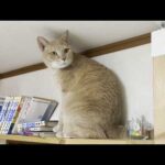 帰ってこない息子の帰りを待つ猫が切ない(YouTube)