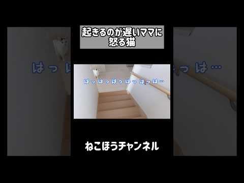 朝起きるのが遅いママに怒るお喋り猫 #shorts(YouTube)