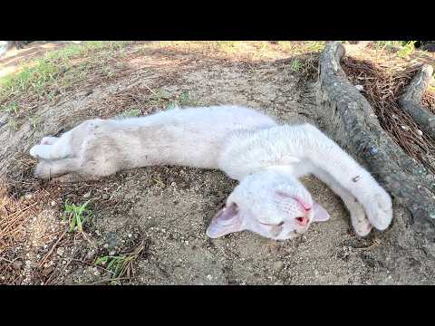 子猫が無防備すぎて危険なので、家族が暮らす住処へ送り届けた(YouTube)