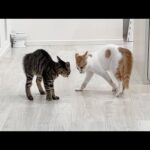 初めて本気で威嚇し合って一触即発な子猫の兄妹がこうなっちゃいました…(YouTube)
