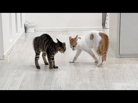 初めて本気で威嚇し合って一触即発な子猫の兄妹がこうなっちゃいました…(YouTube)