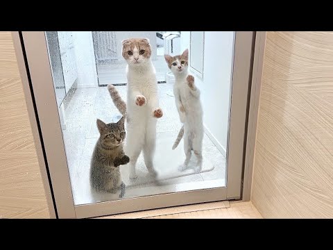 長風呂してたら甘えんぼ猫たちがドアの前に集まってこうなってました…汗(YouTube)