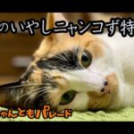 【猫動画】夏のいやしニャンコず特集〜にゃんともパレード〜#猫動画#猫#392(YouTube)