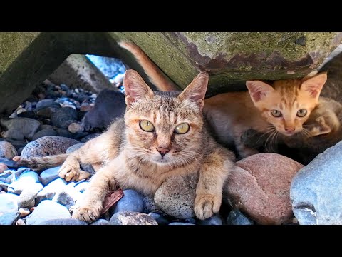 テトラポットの野良猫家族(YouTube)