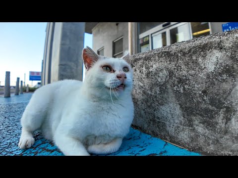 夕方のフェリー乗り場の猫集会に早めにやって来た白猫ちゃんを撫でる(YouTube)