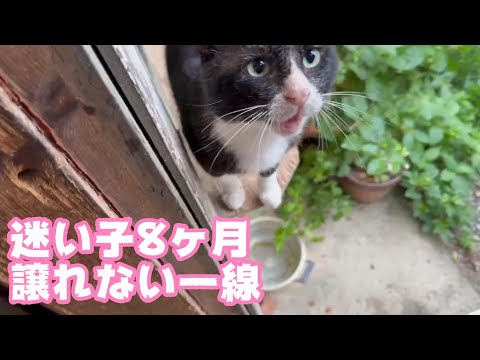 迷い込んでうちの子になって8ヶ月 譲れない一線はタマタマ  2024 08 19 1(YouTube)