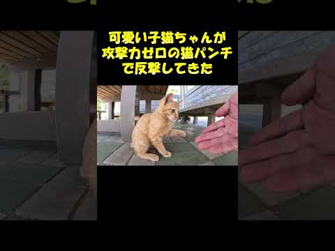 可愛い子猫ちゃんが攻撃力ゼロの猫パンチで反撃してきた #猫 #野良猫 #cat(YouTube)