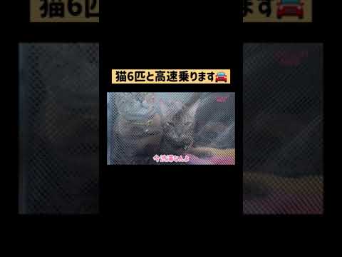 猫6匹と高速乗るぞ🚘🐈 #shorts(YouTube)