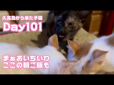 まぁおいちいわ ここの朝ご飯も 久高島から来た子猫 Day101  2024 08 21 1(YouTube)