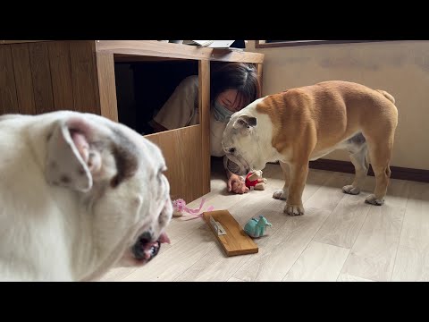 【神回】ママと妹犬に自分の部屋を壊されて立ち直れなくなったブルドッグのぶるまる…(YouTube)