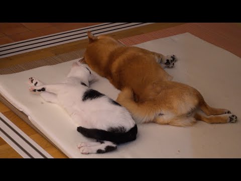 カメラが捉えてしまった‥ネコが柴犬に添い寝を成功させた瞬間。(YouTube)