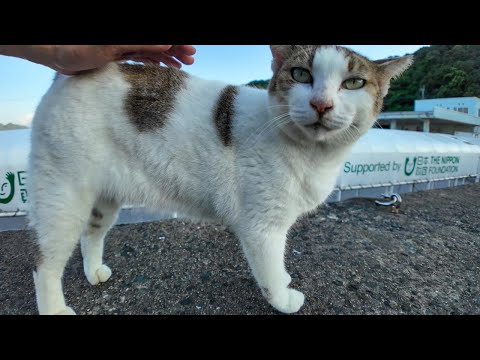 防波堤の白猫ちゃんとキジ白猫ちゃん(YouTube)