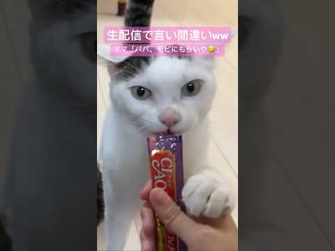 生配信中にパパと猫を言い間違えるハプニングw #shorts(YouTube)
