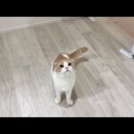子猫が寝た後に隠れてこっそり甘えてくる兄猫がかわいすぎました…笑(YouTube)