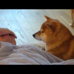 苦しむ飼い主、柴犬ハチのある神対応で涙が止まりません。(YouTube)